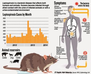 It is not known to cause any noticeable illness in <b>rats</b>, so populations are unaffected by high levels of infection. . Do all rats carry leptospirosis